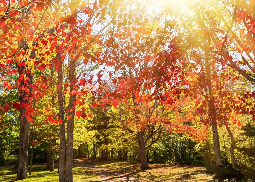 Answer: Tree #16